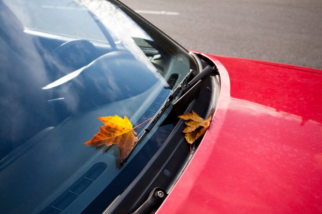 Leaf on Windshield of Red Car